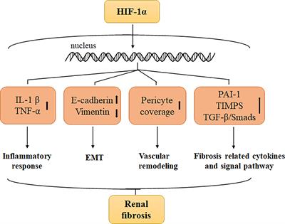 Molecular mechanisms underlying the role of hypoxia-inducible factor-1 α in metabolic reprogramming in renal fibrosis